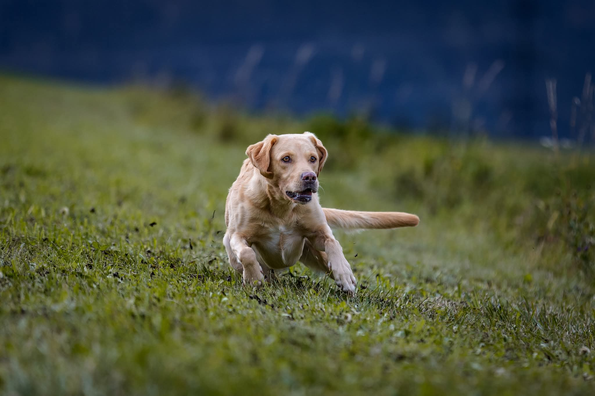 كلب لابرادور في الحقل، من مشروع Brackenfields Gundogs